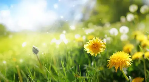 A vibrant field of flowers in the sun